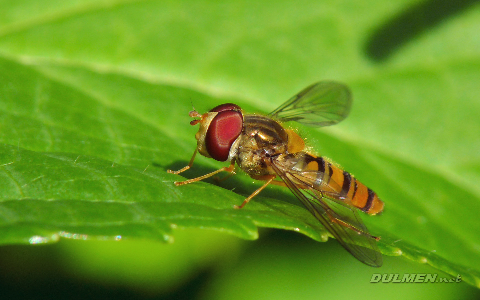 Marmalade Fly (Male, Episyrphus balteatus)